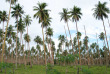 Vanuatu - Malekula - Trek à Dog's Head © Gerard Carnot