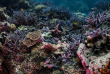 Vanuatu - Tanna - White Grass Ocean