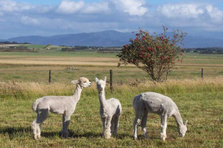 Australie - Wilsons promontory - Promhills Cabins