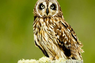 Hawaii - Big Island - Observation des oiseaux rares de Hawaii