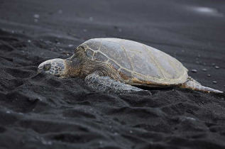 Hawaii - Big island - Découverte des volcans en hélicoptère et à pied © Shutterstock, Doug James
