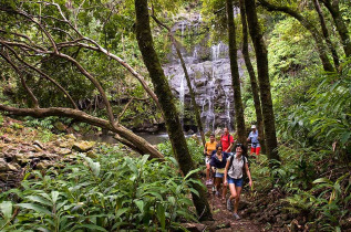 Hawaii - Big Island - Balade forêt et cascades de Kohala