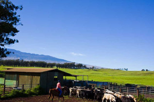 Hawaii - Hawai Big Island - Kohala Coast, Waimea ©Hawaii Tourism, Tor Johnson