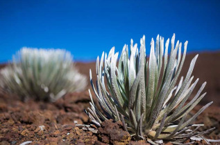 Hawaii - Maui - Haleakala au lever du soleil © Hawaii Tourism Authority, Tor Johnson