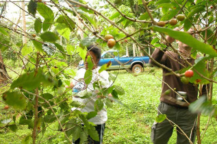 Iles Cook - Atiu - Découverte des plantations de café à Atiu