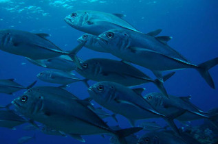 Nouvelle-Calédonie - Grande Terre - Poindimie - Tiéti Diving