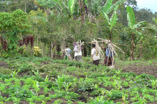 Papouasie-Nouvelle-Guinée - Madang © Trans Niugini Tours