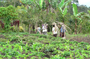 Papouasie-Nouvelle-Guinée - Mount Hagen - Rondon Ridge © Trans Niugini Tours