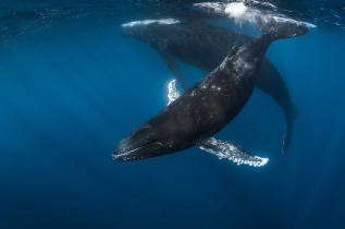 Polynésie française - Tahiti - Nagez avec les baleines avec Eleuthera © Tahiti Tourisme, Gregory Lecoeur