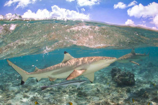 Polynésie française - Bora Bora - Safari Requins et Raies en Plongée Libre