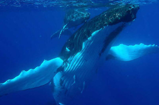 Polynésie française - Bora Bora - Observation des baleines