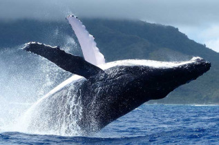 Polynésie française - Bora Bora - Observation des baleines