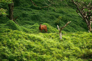 Polynésie Française - Îles Marquises - Nuku Hiva - Vallée de Taipivai © Tahiti Tourisme, Lionel Gouverneur