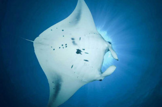 Polynésie française - Plongée à Bora Bora © Eleuthera Diving Center