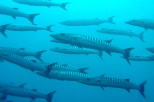 Polynésie française - Plongée à Huahine © Pacific Blue Adventures