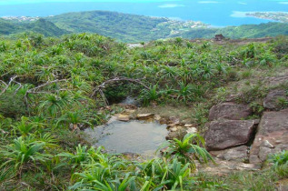 Polynésie française - Raiatea - Ascension du Mont Tamehani Rahi