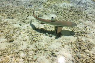 Polynésie française - Rangiroa - Excursion bateau Lagon Bleu