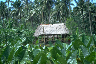 Samoa - Paysage agricole © Samoa Tourism