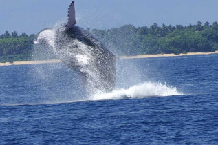 Tonga - Ha'apai - Sandy Beach Resort