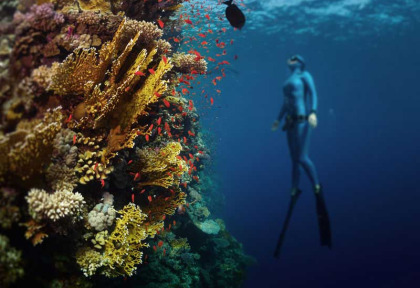 Egypte - Stage Apnée Marsa Shagra © Shutterstock - Mikhail Dudarev
