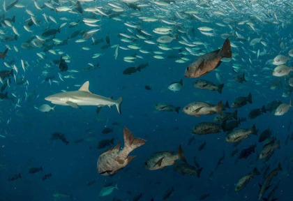 Micronésie - Palau - Ocean Hunter 3 - Fish'n Fins