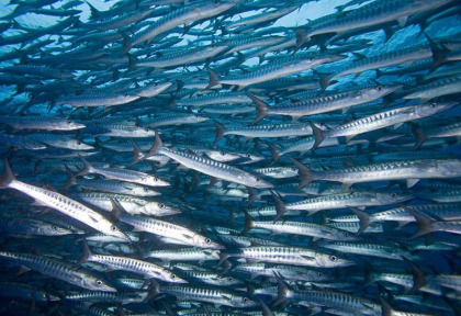 Micronésie - Palau - Ocean Hunter 3 - Fish'n Fins