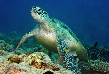 Nouvelle-Calédonie - Plongée © NCTPS, Pierre Laboute