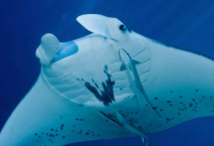 Nouvelle-Calédonie - Plongée Nouméa © David Tétart