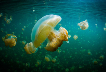 Palau - Rock Islands © SPTO, David Kirkland