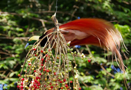 Papouasie-Nouvelle-Guinée - Oiseau de Paradis