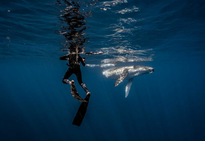 Polynésie française - Moorea - Rencontre avec les baleines à Moorea