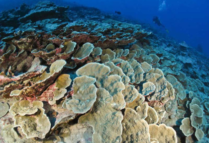 Polynésie française - Plongée à Moorea © Moorea Fun Dive - Renée Capazzola