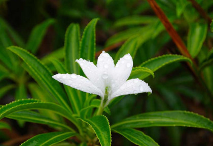 Polynésie française - Raiatea - Ascension du Mont Tamehani Rahi