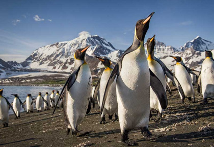 Croisières PONANT - Antarctique - La Grande Boucle Australe © Studio Ponant