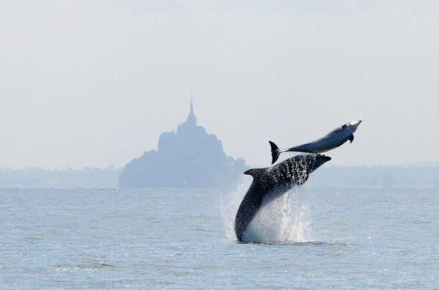 Sortie en mer en baie du Mont-Saint-Michel © AL LARK