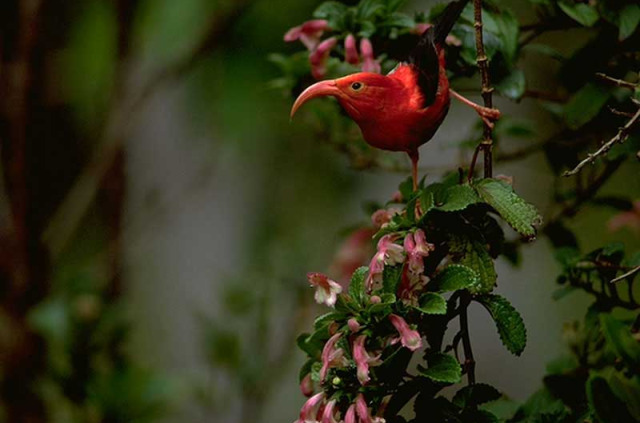 Hawaii - Big Island - Observation des oiseaux rares de Hawaii