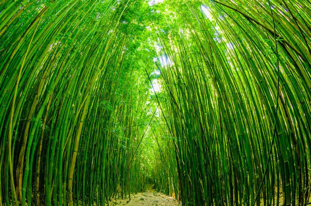 Hawaii - Maui - Route d'Hana ©Shutterstock, Donland