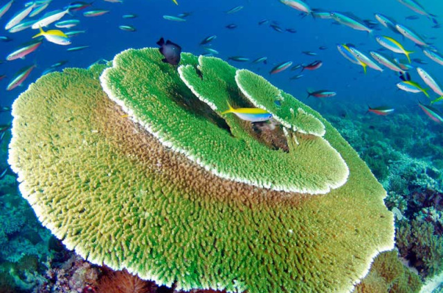 Tour du monde - Maldives - Acropores © Dive Ocean