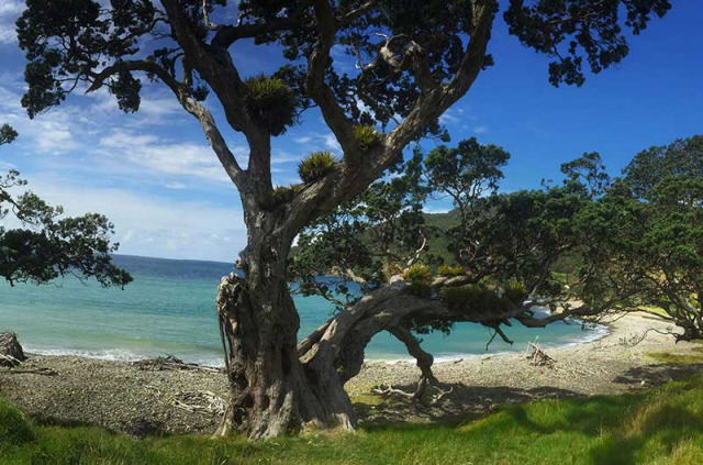 Nouvelle-Zélande - Péninsule de Coromandel