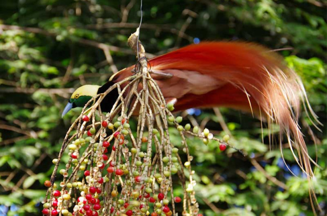 Papouasie-Nouvelle-Guinée - Oiseau de Paradis