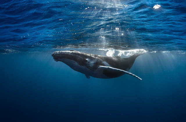 Polynésie française - Tahiti - Nagez avec les baleines avec Eleuthera © Tahiti Tourisme, Gregory Lecoeur