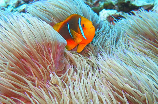 Polynésie française - Moorea - Plongée Libre Guidée au Lagoonarium de Moorea