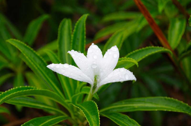 Polynésie française - Raiatea - Ascension du Mont Tamehani Rahi