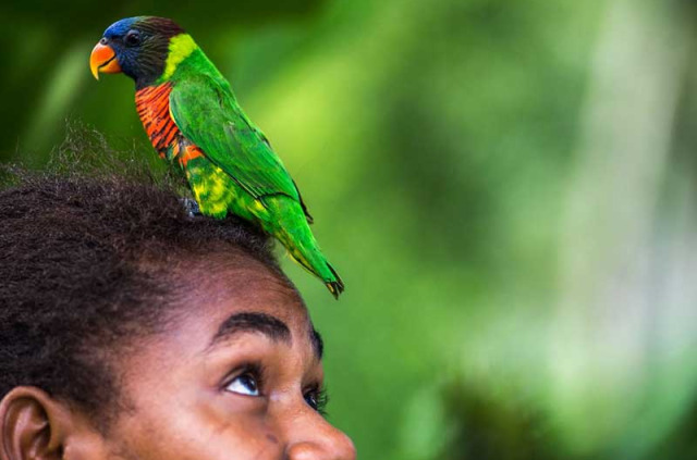 Vanuatu - Espiritu Santo - Réserve Naturelle de Vatthe © South Pacific Tourism Organisation, David Kirkland